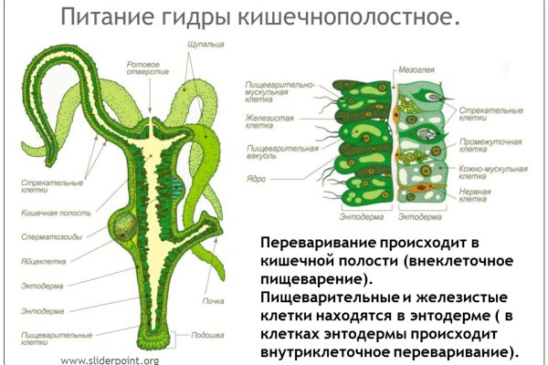 Кракен нарколог