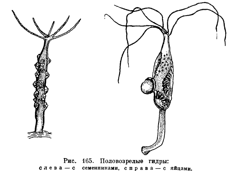 Кракен нар шоп